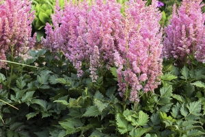 Astilbe 'Visions in Pink'